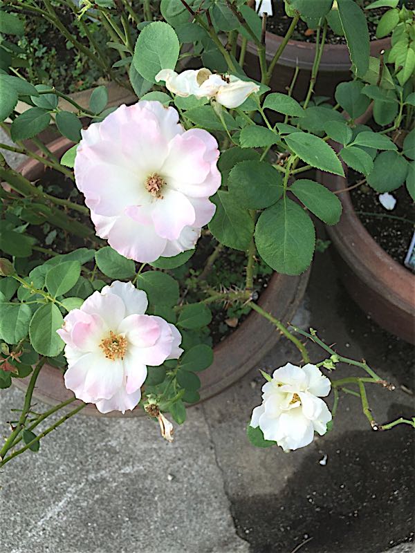 rblog-20160916131842-03.jpg