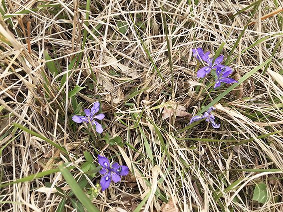 エヒメアヤメとヒメハギ のんびり ゆっくり ゆる い園芸 楽天ブログ