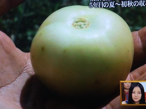 トマティーヨ