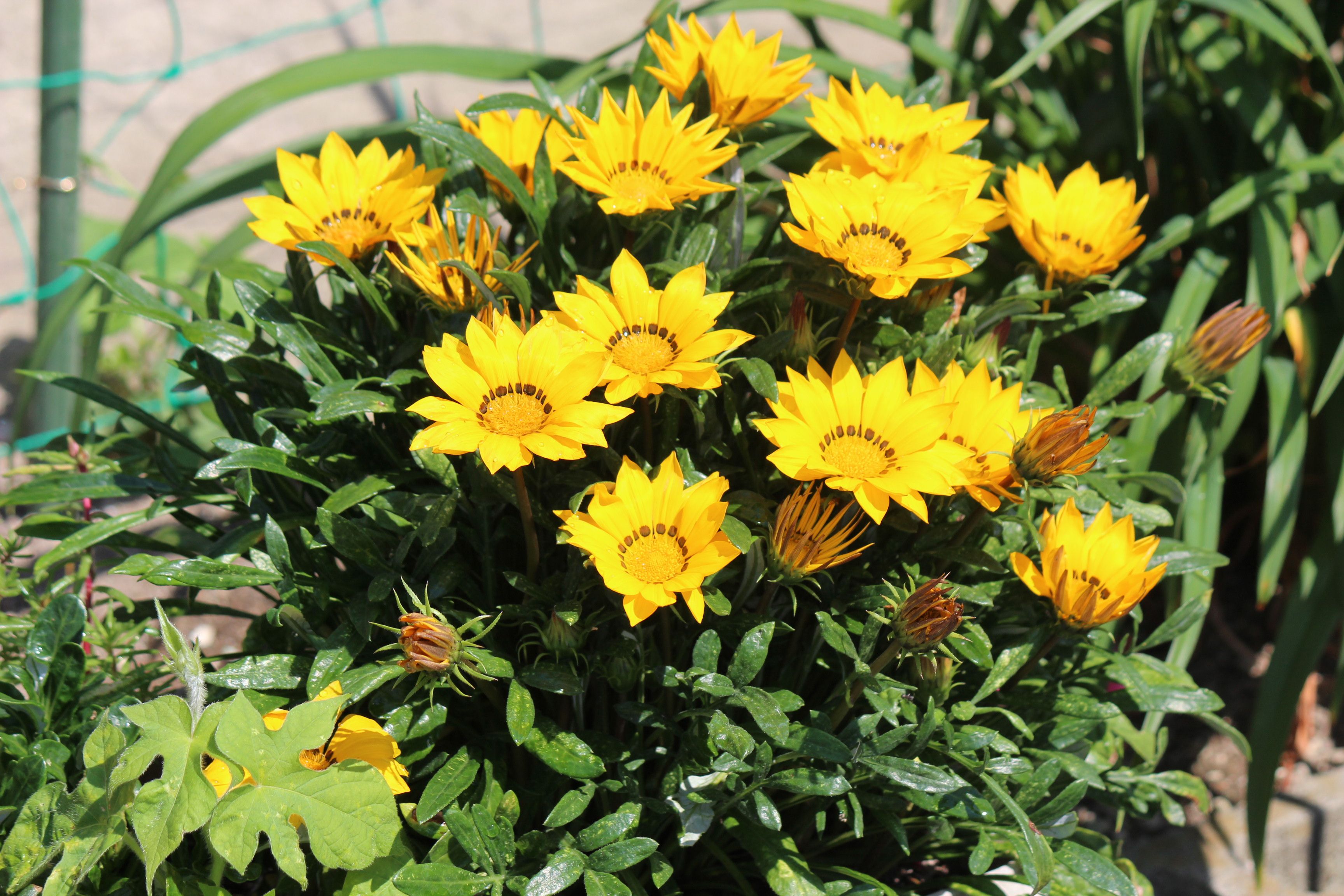 ガザニア つれづれ日記 楽天ブログ