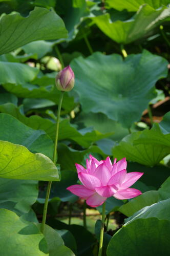 上野不忍池の蓮の花