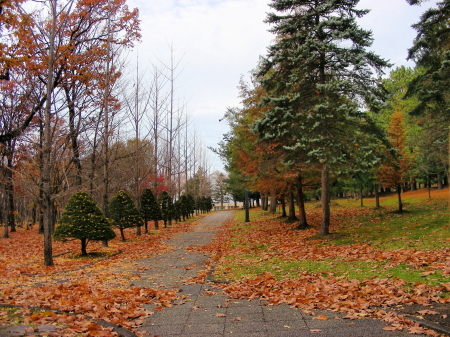 2015-10-27mori (1).JPG