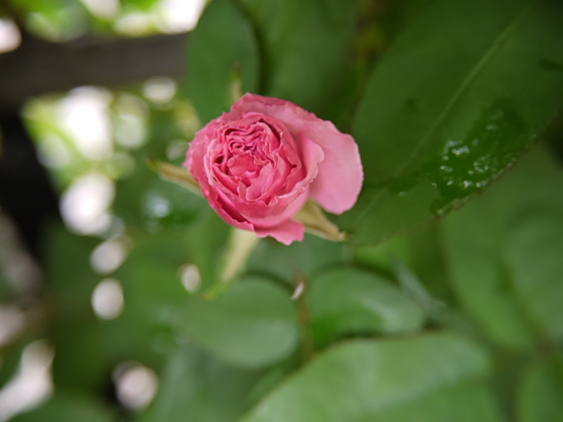 ゼフィリーヌ・ドルーアン