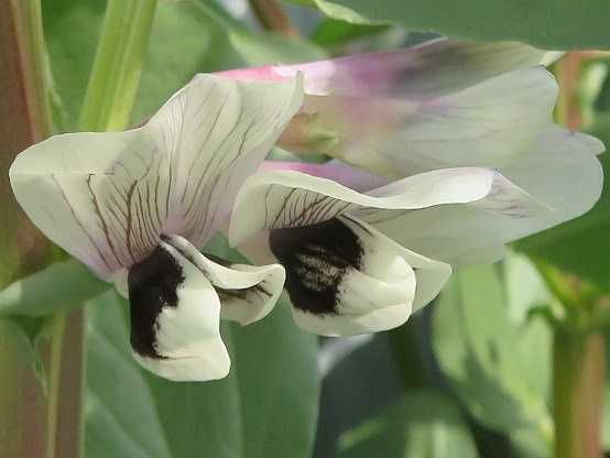 哀変わらずバタバタ 花はソラマメ だい のひとりごと 楽天ブログ