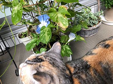 植え替え朝顔 あかずきんのバスケット 楽天ブログ