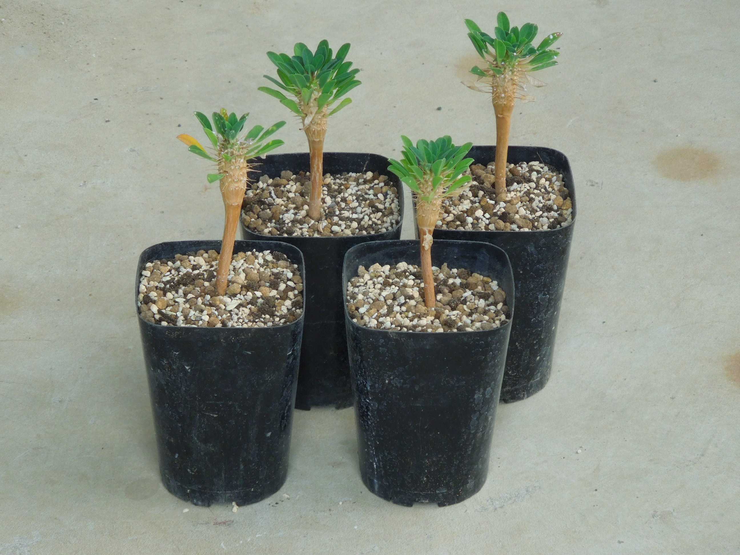ユーフォルビア・ギラウミニアナ、実生苗の植え替え | 小平太