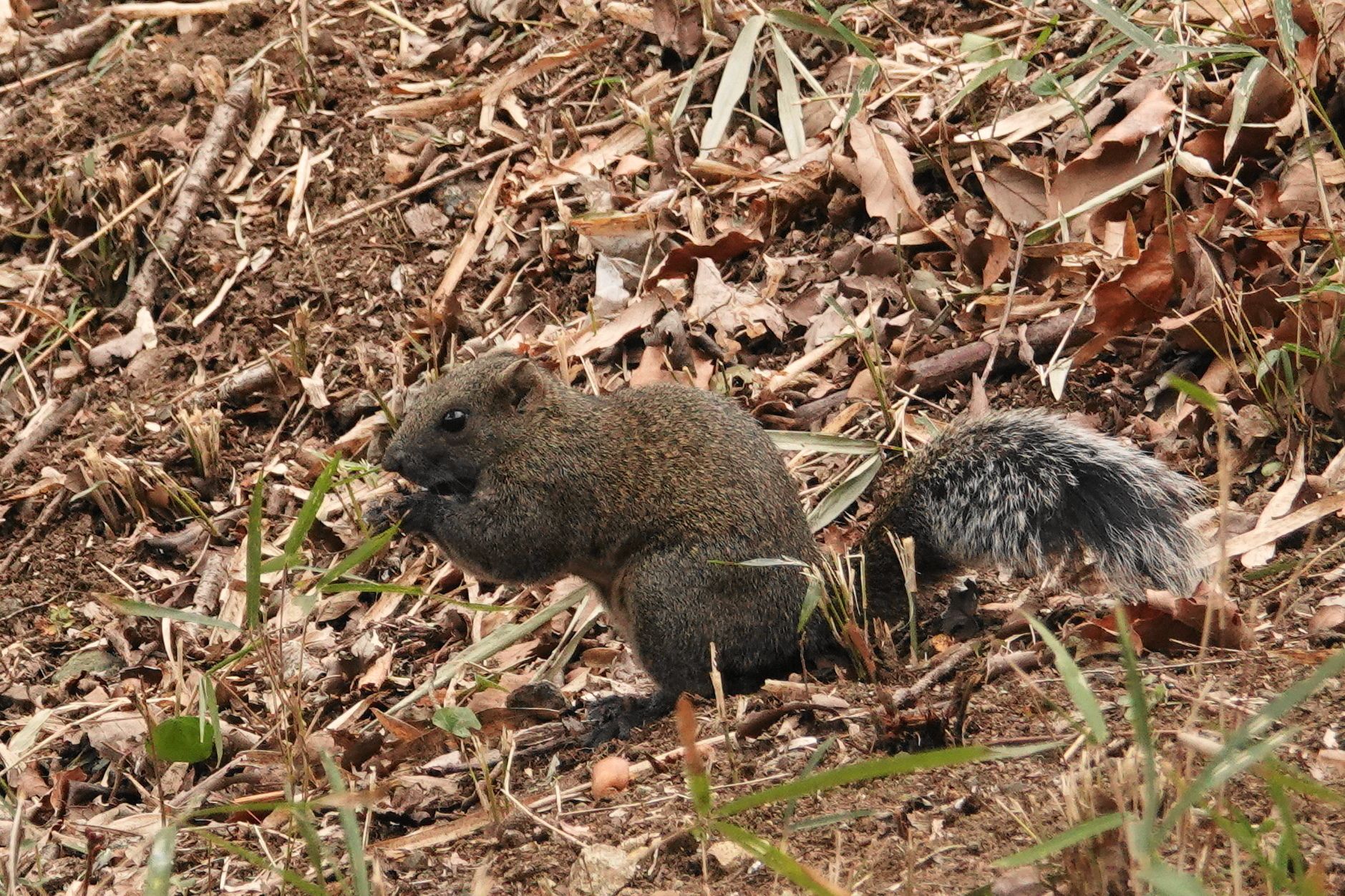 横浜舞岡公園のリス アウトドア親爺の徒然日記 楽天ブログ