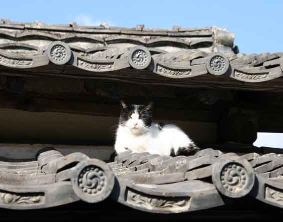 我が家のニャンコ♪2013/1/29-3