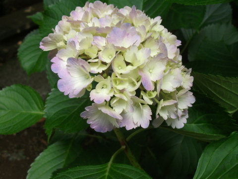 DSCF4544.JPG
