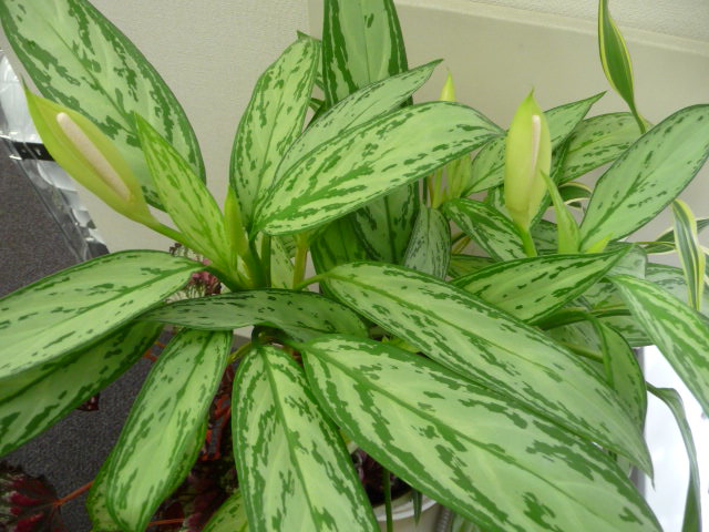 855 観葉植物
