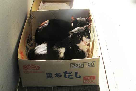 我が家のニャンコ♪2015/9/12-3