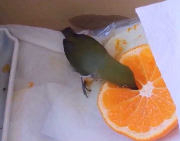 メジロ 保護 エサ 餌 食事 窓 脳震盪