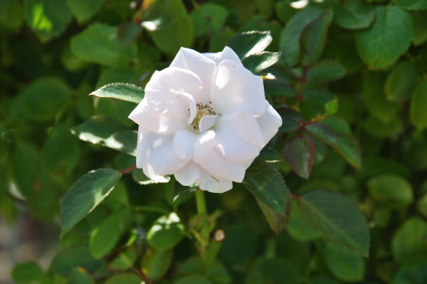 おとぎの森公園　秋薔薇