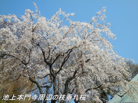 池上本門寺とその周辺の桜