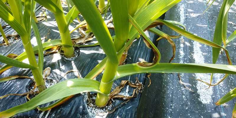 にんにくの福地ホワイト六片種のとう立ち 5月25日過ぎが収穫目安 青パパイヤと家庭菜園日記 楽天ブログ