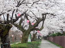 20150410高岡古城公園の桜.jpg