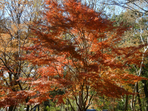 林試の森公園