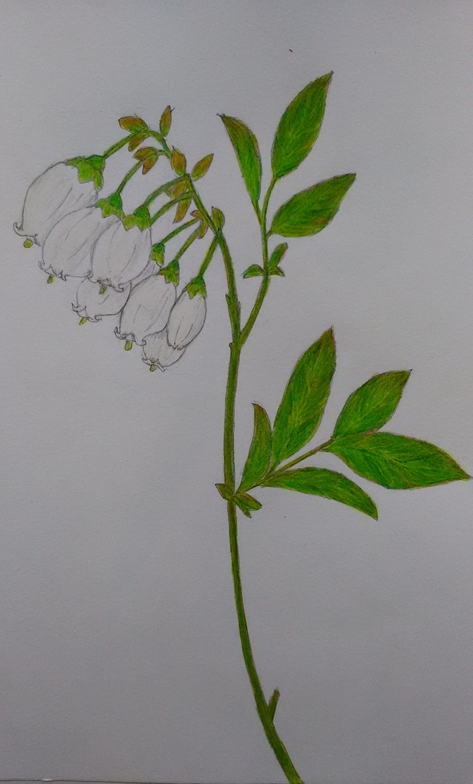 ブルーベリー の花を描きました さりぃちゃん On 釣三丸 楽天ブログ