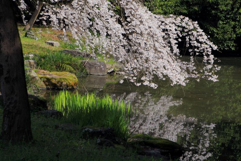 京都御苑_005.jpg