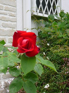 P1290414ss.jpg