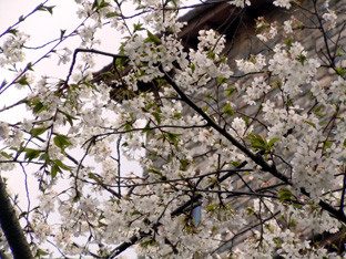 20120407_大島桜.JPG