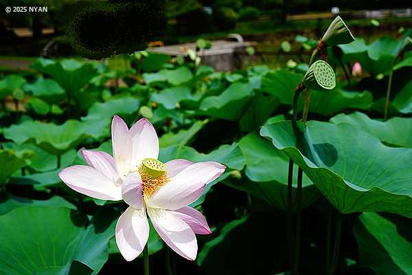 ハス:オオガハス（大賀蓮、ハス科）