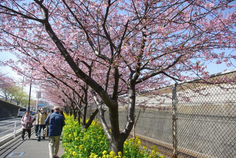 河津桜