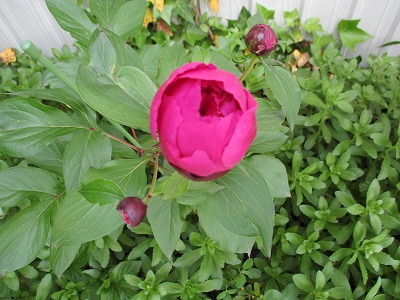 IMG_2650ss.jpg