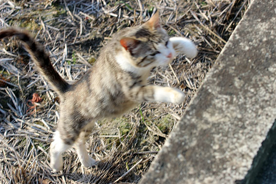 我が家のニャンコ♪2014/06/4-3