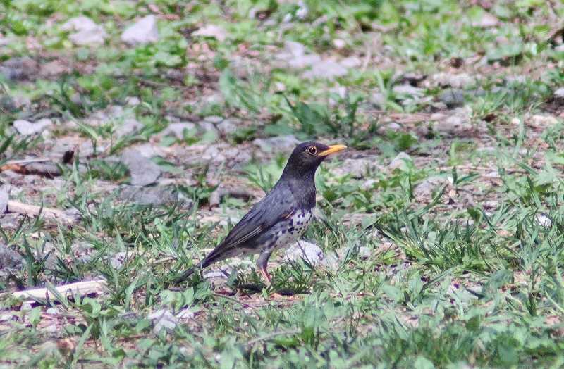 IMG_8247 (800x524).jpg