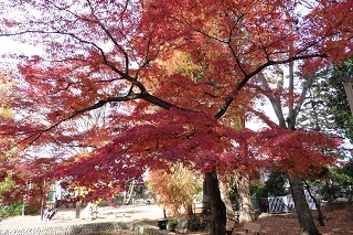 紅葉.jpg