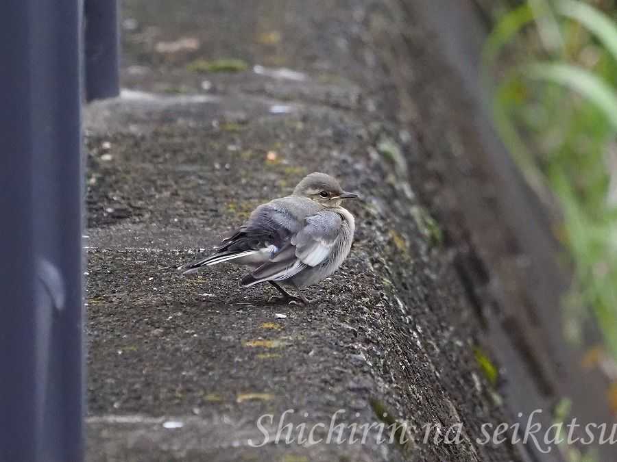 ハクセキレイの雛 七輪な生活 そして 東京の自然 楽天ブログ