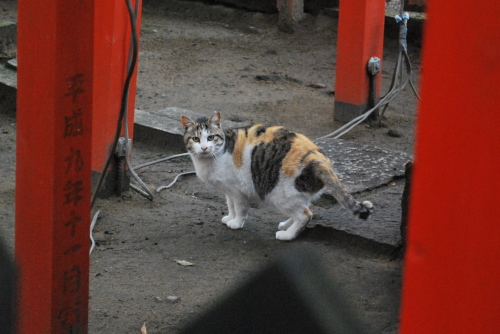 大津神社のミケトラ3