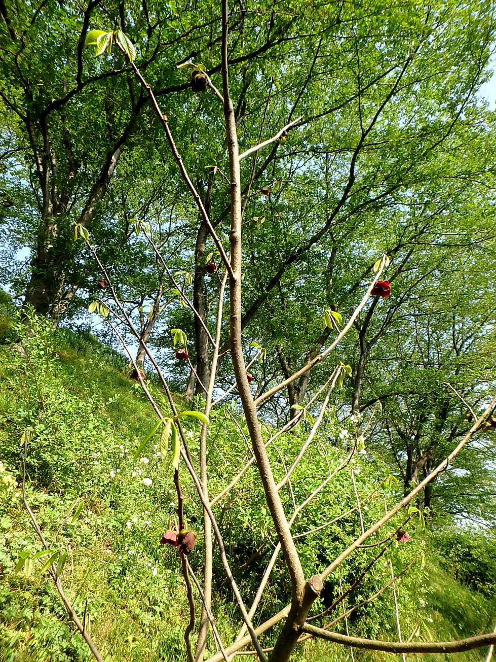 ポポー 手毬肝木 大手毬 小手毬 白花の紫蘭 半田山植物園 楽天版じぶん更新日記 楽天ブログ