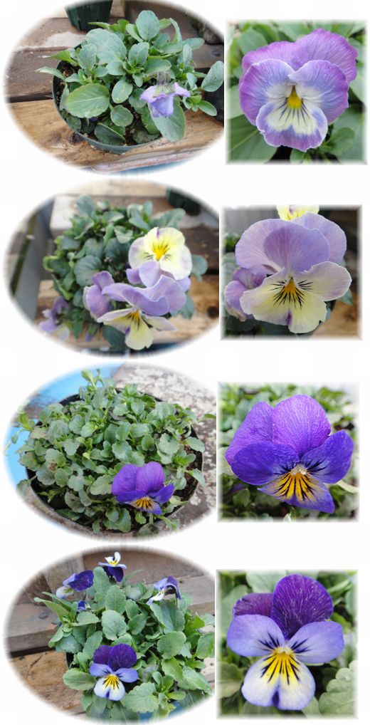 ビオラの鉢増し