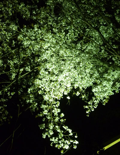夜桜２.jpg