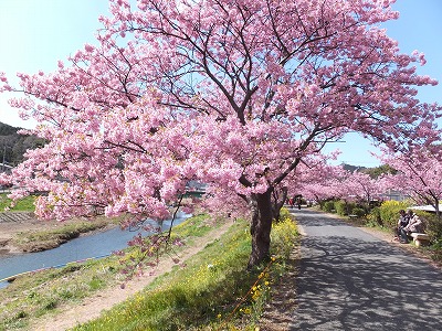 20140308みなみの桜2