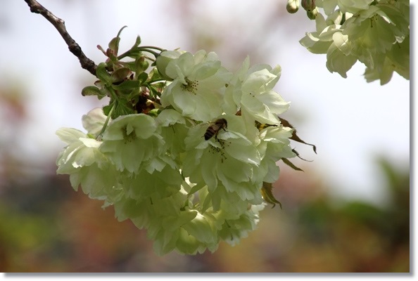 パーク獅子吼-12 鬱金-6 15.4.22