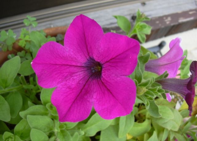 ペチュニアの花 花と蕎麦とリハビリと 楽天ブログ