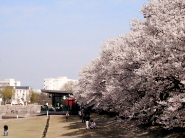 環水公園　4.12　2　2015