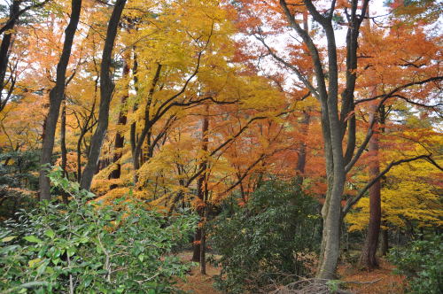 寺家公園　紅葉