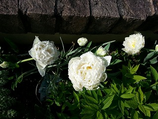 2015-04-18 08.09.31ss.jpg