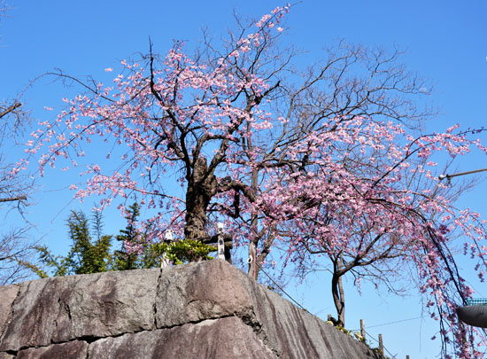 桜１