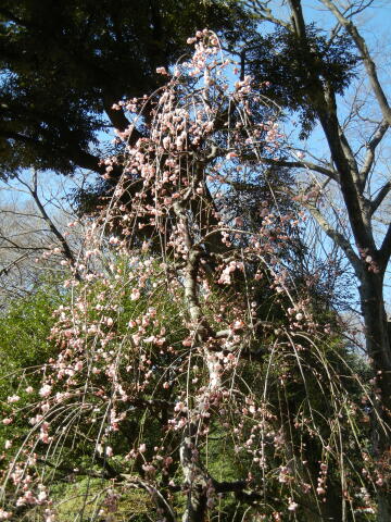 梅の花