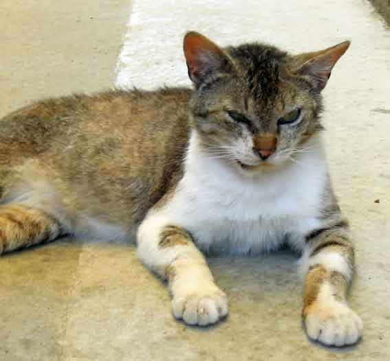 我が家のニャンコ♪2013/5/27-3