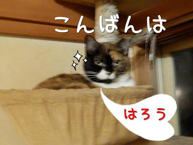たあこはろう１.JPG