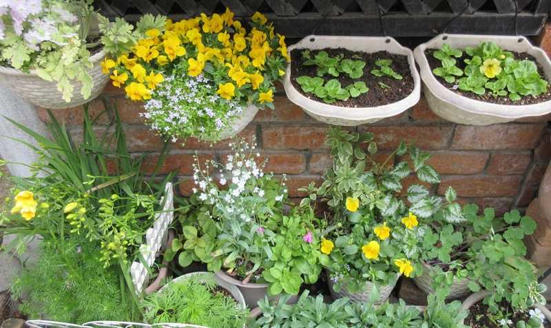 ツルコザクラではなくシレネピンクパンサーと狭い庭の入れ替え 狭い庭を花いっぱいにする育て方 楽天ブログ