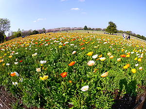 昭和記念公園