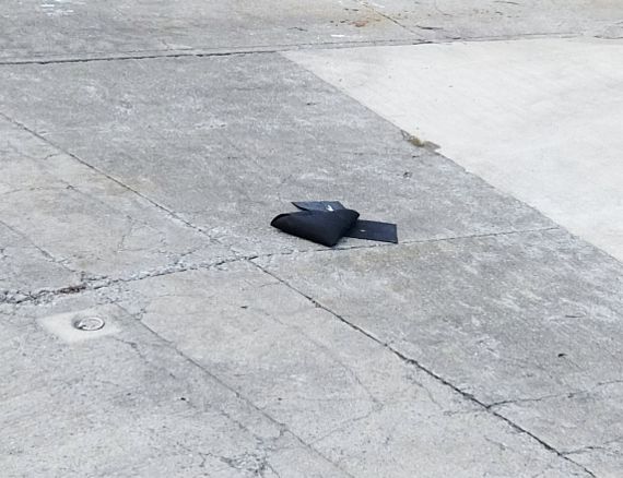オットセイ 上陸 港