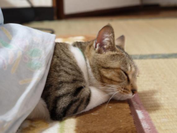 画像はイメージです